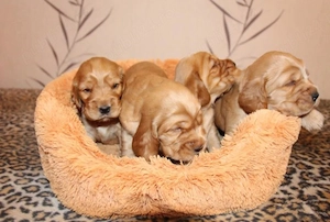 Cocker Spaniel - 2 luni