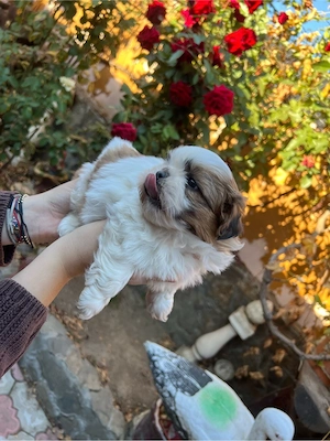 Spre Vanzare 3 puiuți Shih Tzu - imagine 2
