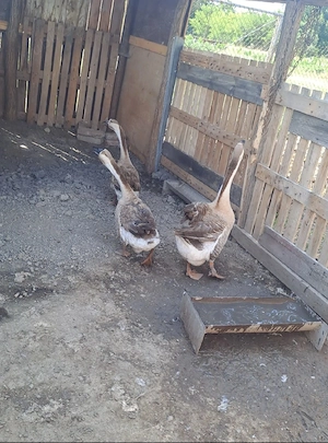 Gâște de vânzare