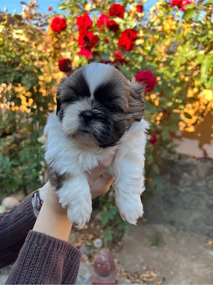 Spre Vanzare 3 puiuți Shih Tzu - imagine 3