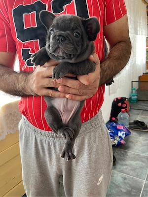 Bulldog francez