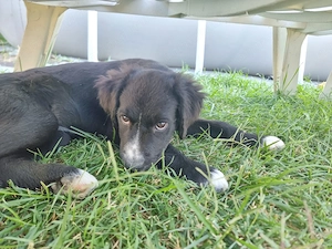 Adopție cățeluşe  - imagine 4