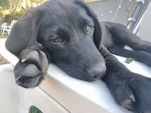 Adopție cățeluşe 