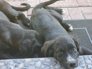 Adopție cățeluşe  - imagine 3