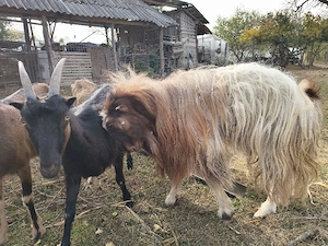 vand țap șut