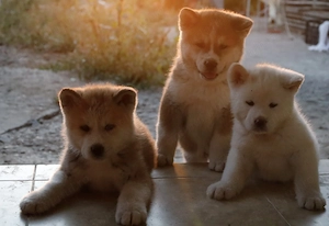 Pui de akita inu