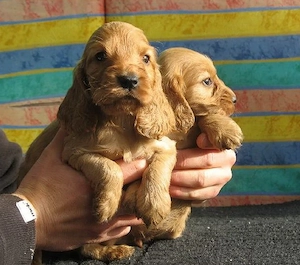 Cocker Spaniel jucausi  - imagine 3