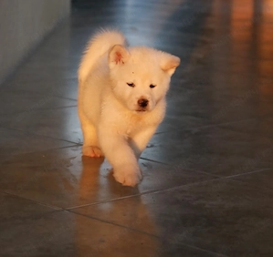 Pui de akita inu - imagine 2