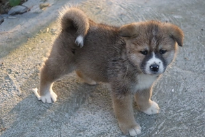 Pui de akita inu - imagine 5