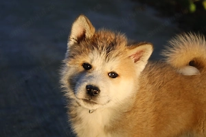 Pui de akita inu - imagine 4