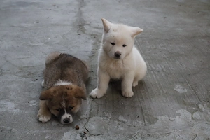 Pui de akita inu - imagine 3