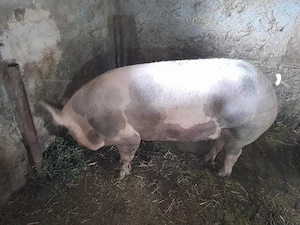 porc pentru Crăciun  - imagine 4