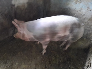 porc pentru Crăciun  - imagine 2