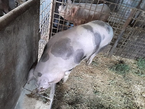 porc pentru Crăciun 
