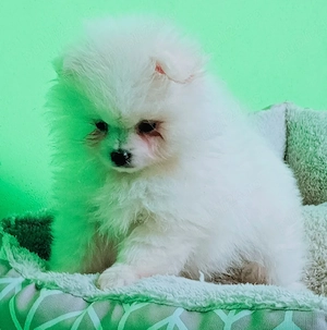 Pomeranian alb 