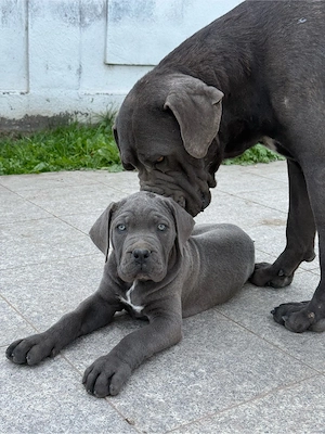 Cane Corso   Cățeluși de rasă, cu pedigree, carnet de sănătate și vaccinuri - imagine 4