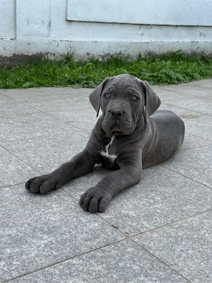 Cane Corso   Cățeluși de rasă, cu pedigree, carnet de sănătate și vaccinuri - imagine 3