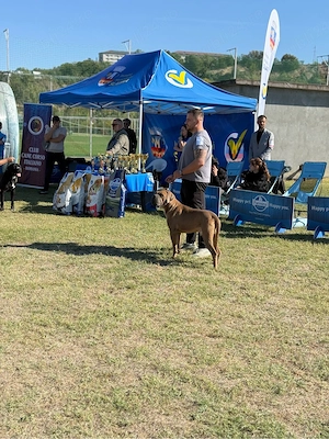 Cane Corso   Cățeluși de rasă, cu pedigree, carnet de sănătate și vaccinuri - imagine 5
