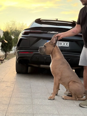 Cane Corso   Cățeluși de rasă, cu pedigree, carnet de sănătate și vaccinuri - imagine 2