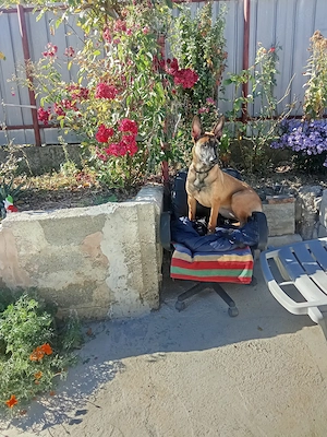 Femelă belgian malinos 