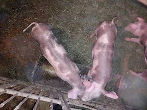 Vand o pereche de purcei petrean 9 săptămânii  - imagine 4