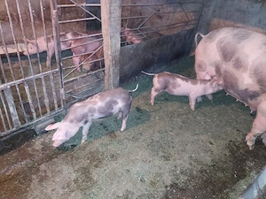 Vand o pereche de purcei petrean 9 săptămânii  - imagine 2