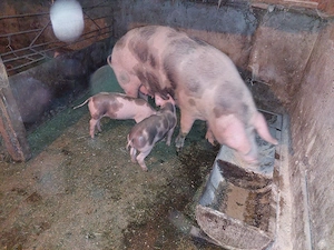 Vand o pereche de purcei petrean 9 săptămânii  - imagine 3