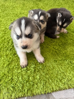 Catelusi Husky isi caută stăpân  - imagine 5