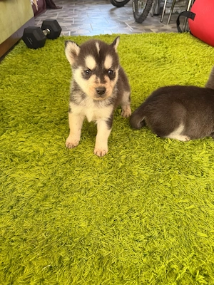Catelusi Husky isi caută stăpân  - imagine 4