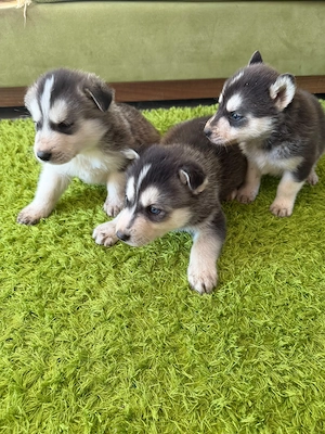 Catelusi Husky isi caută stăpân 