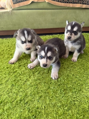 Catelusi Husky isi caută stăpân  - imagine 3