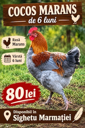 Vând cocos albastru de Marans 