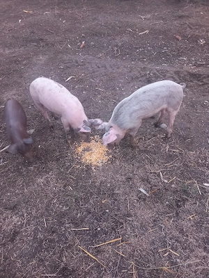 purcei de 12 saptamani 
