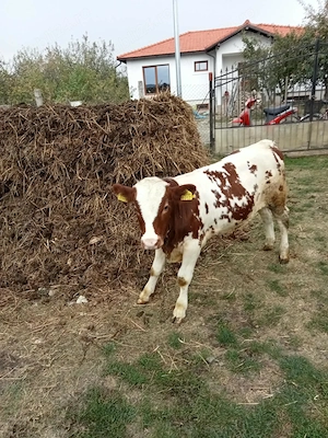 Vând vițel de trei luni  - imagine 2