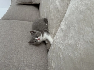 British shorthair  scottish straight 