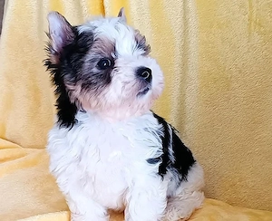 Yorkshire yorki yorkie biewer 