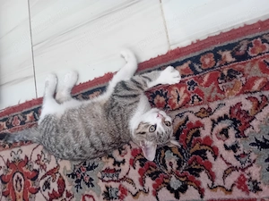 Pisicuta jucăușă spre adoptie