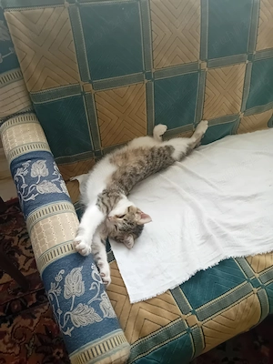 Pisicuta jucăușă spre adoptie - imagine 2