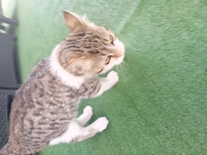 Pisicuta jucăușă spre adoptie - imagine 4