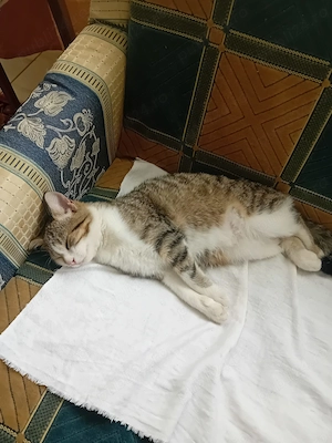 Pisicuta jucăușă spre adoptie - imagine 3