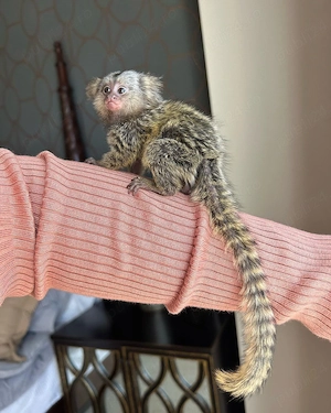 Xena   O marmosetă femelă în vârstă de un an