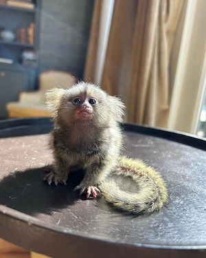 Xena, femelă marmoset