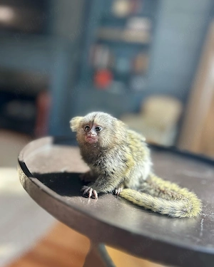 Xena   O marmosetă femelă în vârstă de un an - imagine 3