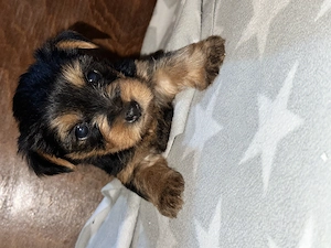 Vând Puii Yorkshire Terrier! - imagine 5