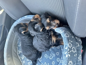 Vând Puii Yorkshire Terrier! - imagine 3