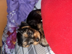 Vând Puii Yorkshire Terrier!