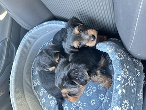 Vând Puii Yorkshire Terrier! - imagine 4