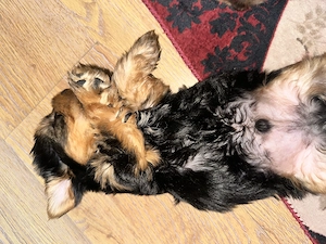 Vând Puii Yorkshire Terrier! - imagine 2