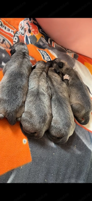 Pui de Kangal superbi, vigilenți și loiali   viitori paznici de nădejde!    - imagine 3