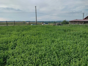 Teren intravilan Dumbrava Timiș, 2800 mp - imagine 4